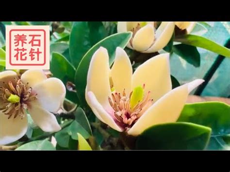 含笑花種植|【含笑花種植】令人著迷的含笑花種植指南：打造你專屬的「花中。